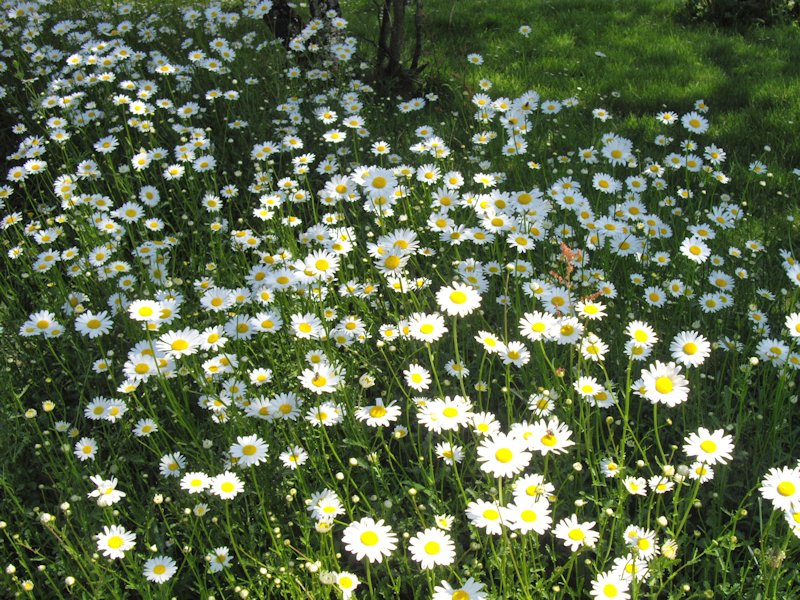 Leucanthemum vulgare photo